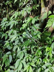 Machilus