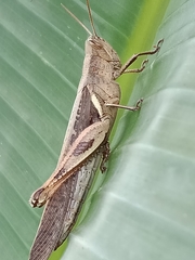 Stenocatantops