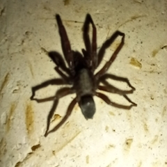 Scotophaeus blackwalli