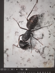 Camponotus