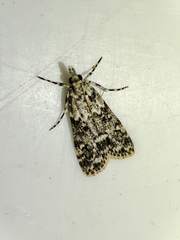 Eudonia lineola