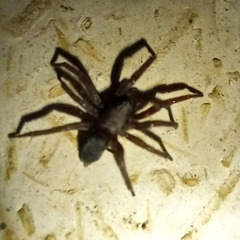 Scotophaeus blackwalli