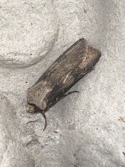Agrotis puta