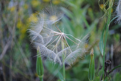 Tragopogon dubius