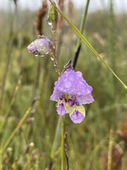 Gladiolus rogersii