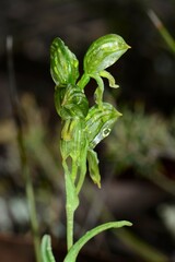 Pterostylis smaragdyna
