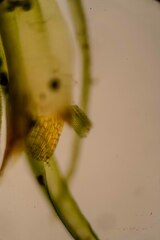 Dicranum fuscescens