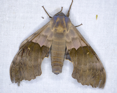 Pachysphinx modesta