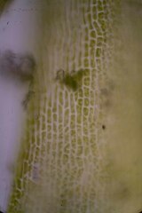 Dicranum fuscescens