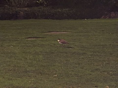 Vanellus miles novaehollandiae