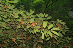 Viburnum setigerum