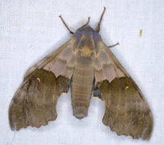 Pachysphinx modesta