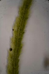 Dicranum fuscescens
