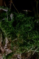 Dicranum fuscescens