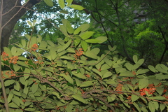 Viburnum setigerum