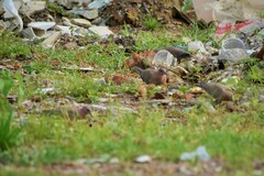 Streptopelia senegalensis