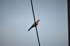 Streptopelia senegalensis