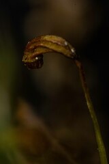 Dicranum fuscescens