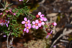 Euryomyrtus ramosissima
