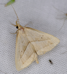 Macrochilo absorptalis