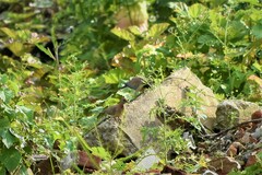 Streptopelia senegalensis