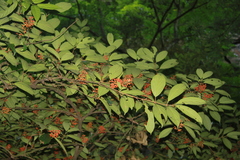 Viburnum setigerum