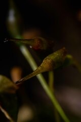 Dicranum fuscescens