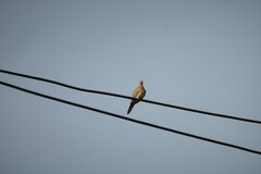 Streptopelia senegalensis