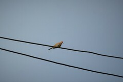 Streptopelia senegalensis