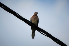 Streptopelia senegalensis