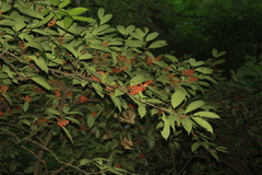 Viburnum setigerum