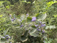 Clematis heracleifolia
