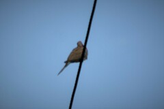Streptopelia senegalensis