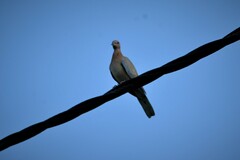 Streptopelia senegalensis