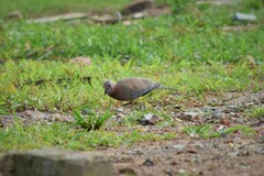 Streptopelia senegalensis
