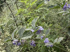 Clematis heracleifolia
