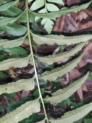 Polystichum hookerianum