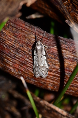 Philobota stella