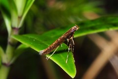 Caloptilia linearis