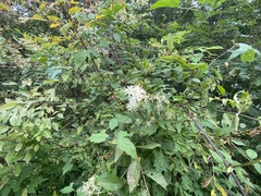 Clematis brevicaudata