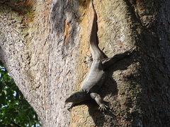 Varanus nebulosus
