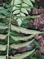 Polystichum hookerianum