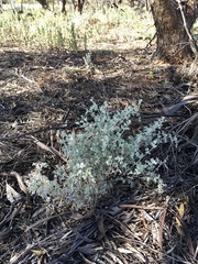 Chenopodium curvispicatum