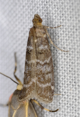 Ortholepis pasadamia