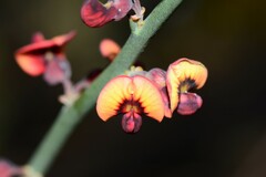 Daviesia brevifolia