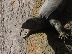 Varanus nebulosus