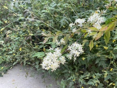 Clematis brevicaudata