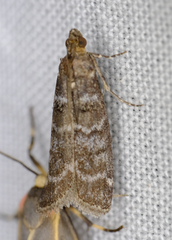 Ortholepis pasadamia