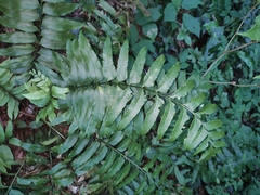 Polystichum hookerianum