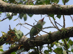 Psilopogon lineatus